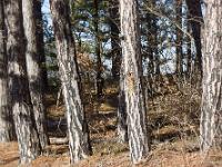 Des arbres  A l'adret de la montagne de la Baume à Sisteron