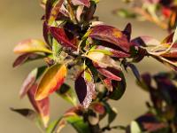 Automne 2015  Camaieu de couleurs - Sisteron chemin de la Nuierie