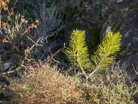 Automne 2015  Castel Bevons - Jeune pousse