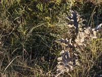 Automne 2015  Castel Bevons - Chardon en fin de cycle