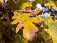 Automne 2015  Sisteron - Chemin de la Nuierie - Feuilles de chêne pubescent