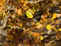 Automne 2015  Sisteron - Chemin de la Nuierie - Feuilles de chêne pubescent