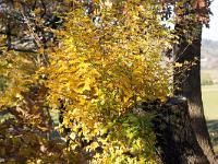 Automne 2015  Sisteron - Chemin de la Nuierie - Feuilles de chêne pubescent