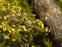 Automne 2015  Sisteron - Chemin de la Nuierie