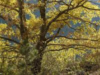 Automne 2015  Sisteron - Le Collet - Chêne pubescent