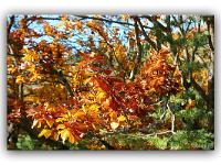 Automne 2016 en Haute Provence  A l'adret de la montagne de Lure