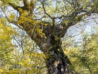 Automne 2016 en Haute Provence  Vieux Saule en bordure du Riou de Jabron entre le hameau de Chardavon et Saint Geniez