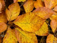 Automne 2016 en Haute Provence  Feuillage automnal de fayard (hêtre) 2/3