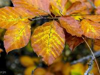 Automne 2016 en Haute Provence  Feuillage automnal de fayard (hêtre) 3/3