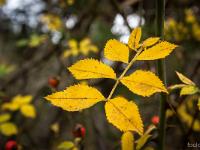 Automne 2016 en Haute Provence  Couleurs d'automne