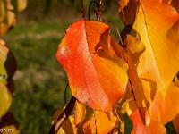 Automne 2016 en Haute Provence  Feuilles d'abricotier 1/3