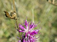 Automne 2017  Les dernières fleurs font de la résistance (Sisteron - Plateau du Collet)