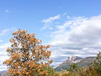 Automne 2017  Chêne blanc et caïrn (Sisteron - Plateau du Collet)