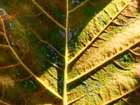 Automne 2017  Détail du dessous d'une feuille (Sisteron - Plateau du Collet)