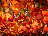 Automne 2017  Sisteron - Plateau du Collet