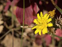 Automne 2017  Les dernières fleurs font de la résistance - Sisteron chemin de l'Eméteur (la vraie route Napoléon)