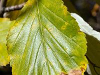 Automne 2017