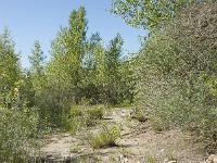 Le Buech  Les rives du Buech