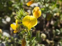 Le Buech - Flore  Quelques plantes vivants sur les rives du Buech - Coqsigrue