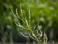 Le Buech - Flore  Quelques plantes vivants sur les rives du Buech - Mélilot Blanc