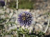 Le Buech - Flore  Quelques plantes vivants sur les rives du Buech - Echinops Ritro