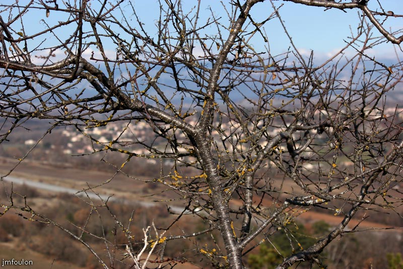 branche-01web.jpg - Sisteron - Arbuste au Collet
