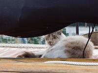Douarnenez  Port Rhu - Chat à la patte marine !