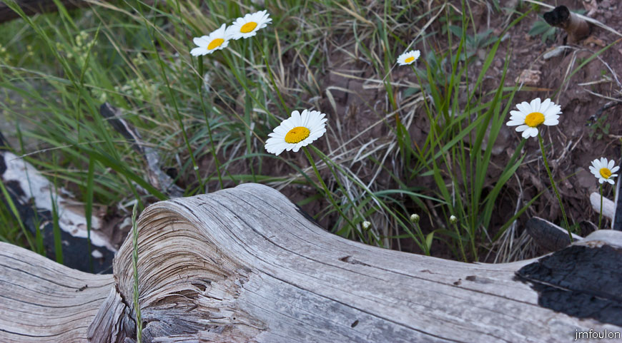esparron-monges-020web.jpg - Grandes marguerites en bordure de sentier