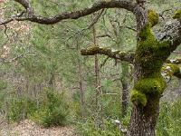 Bevons - Entre les Bastides et St Pensier  En retournant vers Saint Pensier. Plus ou moins hors piste