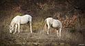 cheval-1-2