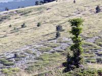 Crêtes de Lure  Ici au sommet, même les arbres se font petits pour résister au vents violents ! ...