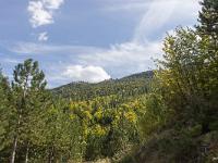 Ubac de Lure - septembre 2015  La forêt à perte de vue ! ...