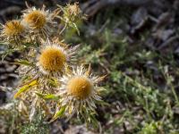 Ubac de Lure - septembre 2015  L'automne pointe son nez ! ...