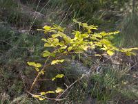 Ubac de Lure - septembre 2015  Petit fayard deviendra grand ! ...
