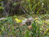 Ubac de Lure - septembre 2015  Au ras des paquerettes ! ...