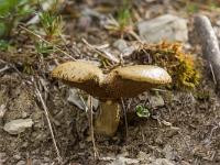 Ubac de Lure - septembre 2015  Champignon