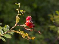 Ubac de Lure - septembre 2015  Cynorrhodons