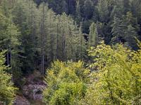 Ubac de Lure - septembre 2015  Forêt de mélèzes