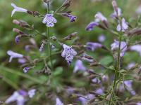 Ubac de Lure - septembre 2015  Petit calament. Bien que de la même famille et malgré son odeur, cette plante n’est pas une menthe. Le petit calament se rencontre à l’étage montagnard, dans les broussailles et les rocailles.