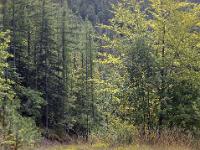 Ubac de Lure - septembre 2015  Majestueuse forêt à l'ubac de Lure