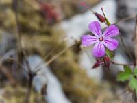 Ubac de Lure - septembre 2015  Géranium Herbe à Robert