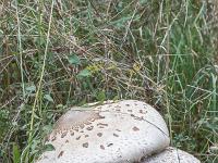 Ubac de Lure - septembre 2015  Lépiote grêle ou Coulemelle