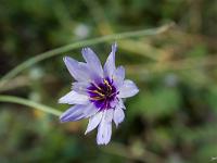 Ubac de Lure - septembre 2015  Catananche bleue