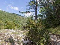 Ubac de Lure - septembre 2015  A gauche, l'adret de Sumiou