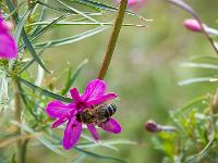 Ubac de Lure - septembre 2015  Epilobe à feuilles étroites visitée par une abeille