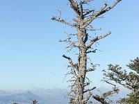 Montagne de Lure (1826 m)  Arbre mort, mais debout ! ...