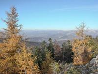 Montagne de Lure (1826 m)  Mélèzes en bord de crête