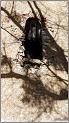 nd-des-ange-17web