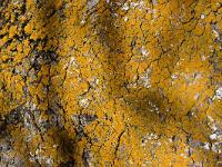 Paysages au Sud/Ouest du Forest d'Aubignosc  Chêne séculaire (environ 3,50m de circonférence) Lichens à la base de son tronc