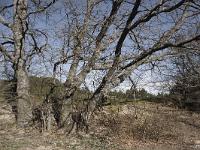 Paysages au Sud/Ouest du Forest d'Aubignosc  Chênes pubescents entre deux champs